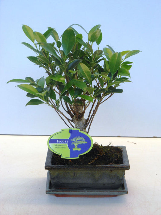 Bonsai Ficus Retusa - Window Natural Daylight Indirect Living Room