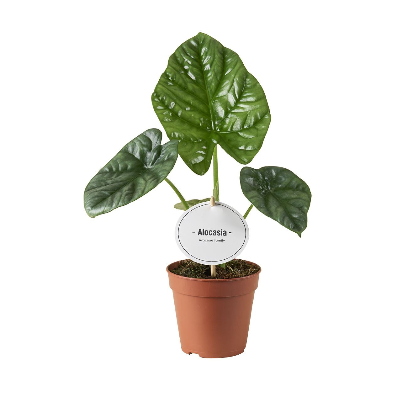 Alocasia Lukiwan - Rare Indoor House Plant - نبات داخلي