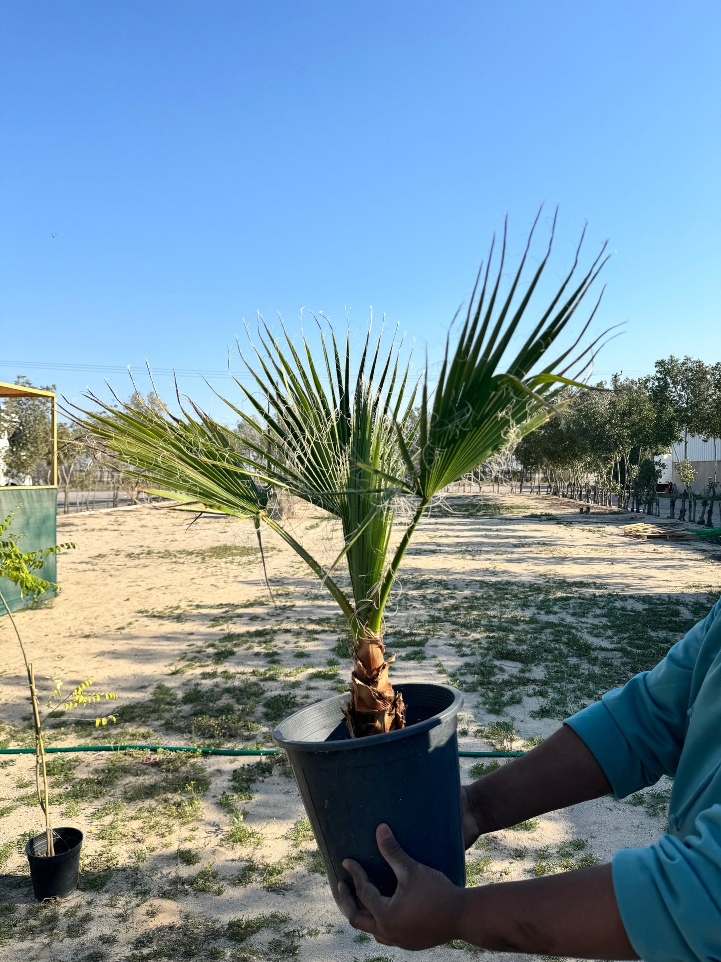 Washingtonia Robusta - نخيل واشنطن