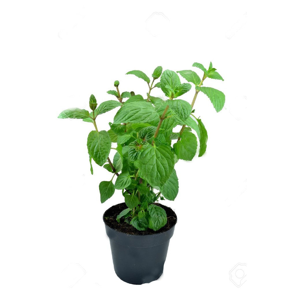 Mint (Organic)