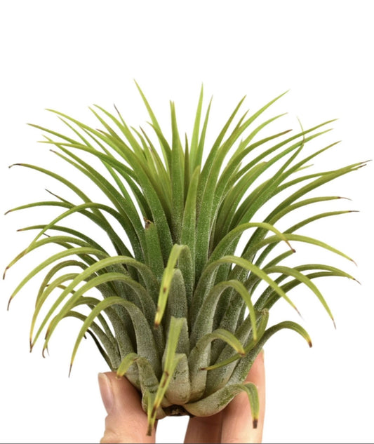 Tillandsia Ionantha Green Xxxl - Air Plant - Indoor House Plant - نبات داخلي