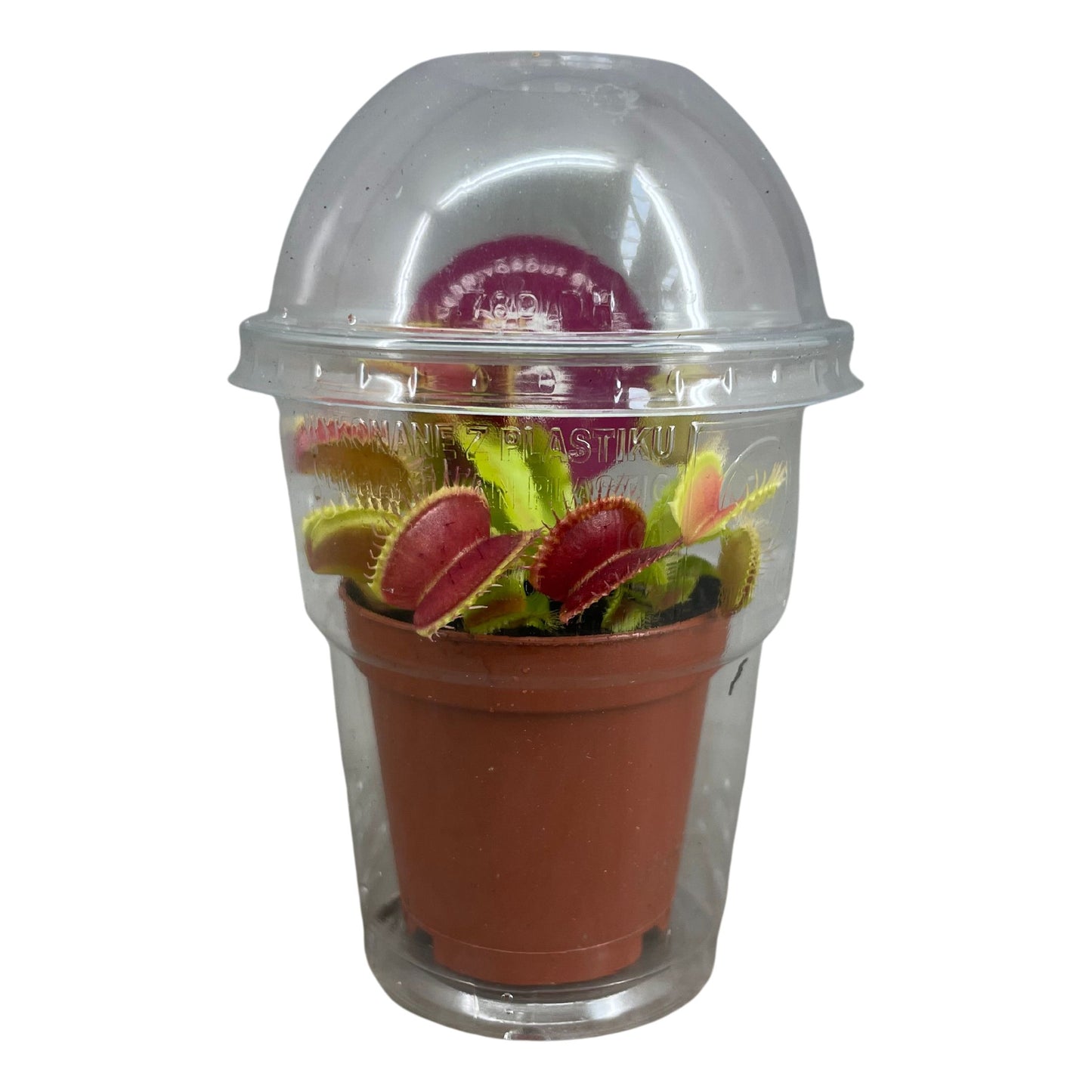 Dionaea Muscipula In Cup - Insect Eating Plant - Indoor Plant