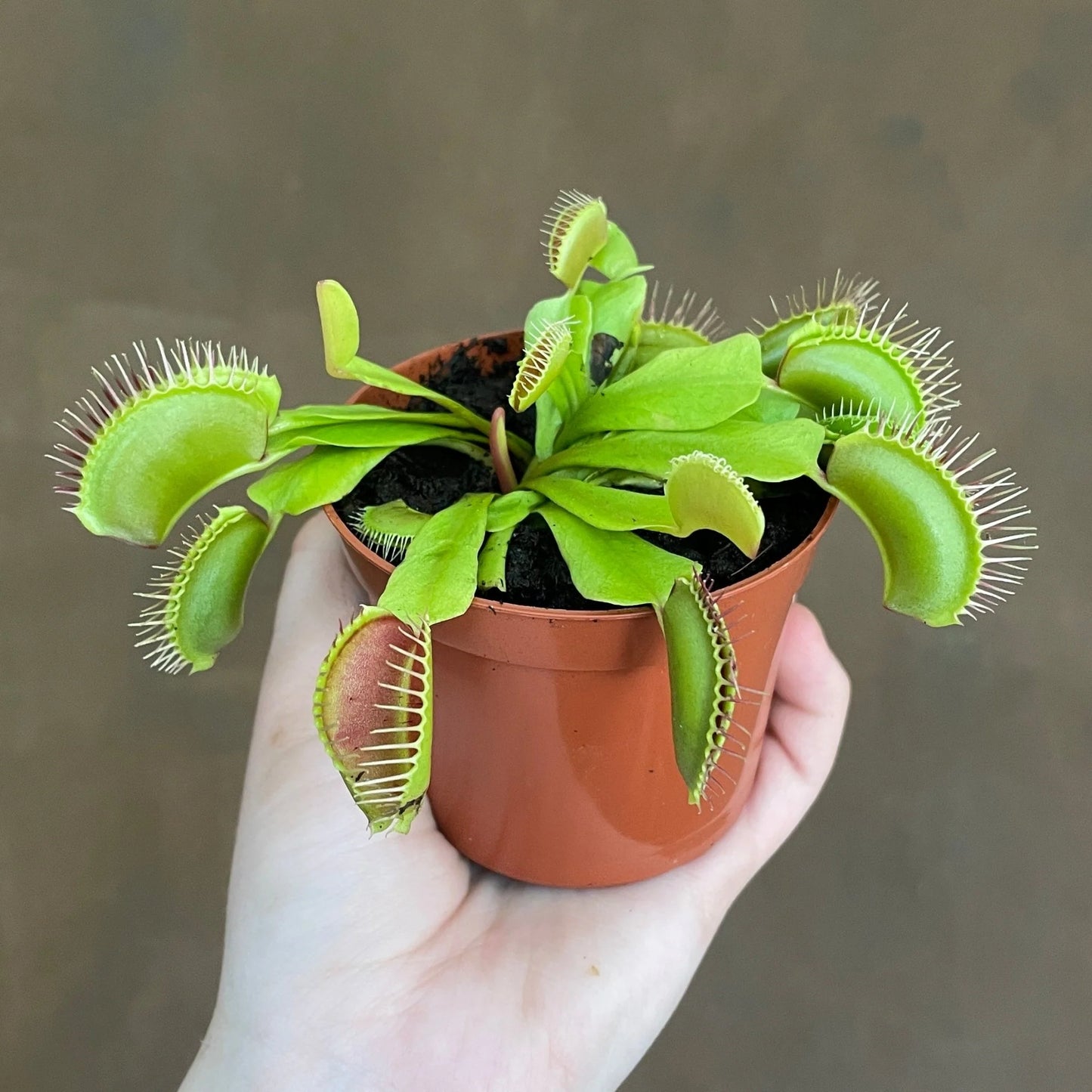 Flytrap plant in Kuwait