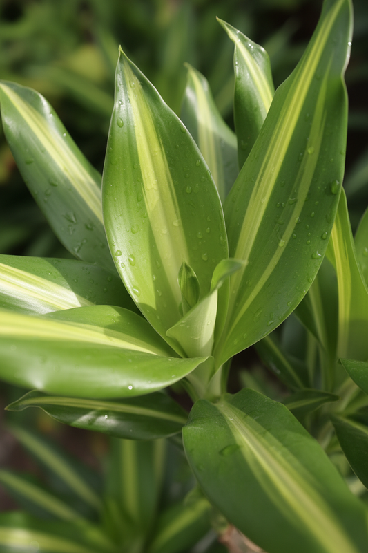 Dracaena Mass Cane – Cozy Living Room