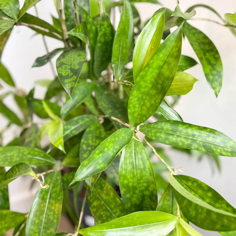 Dracaena Surculosa - Indoor House Plant - نبات داخلي - دراسينا