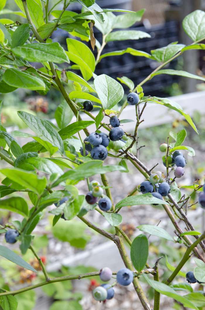 Blueberry Plant - Vaccinium corymbosum Blue - نبات التوت
