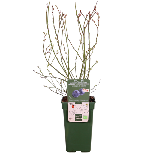 Blueberry Plant - Vaccinium corymbosum Blue - نبات التوت