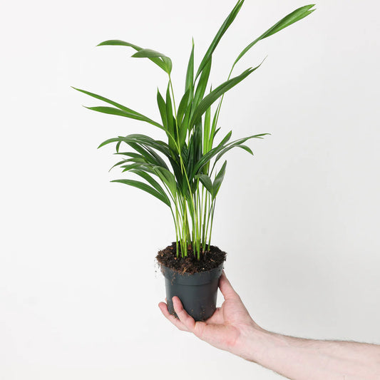 Areca Palm - Dypsis Lutescens - 30cm - Indoor House Plant - نبات داخلي