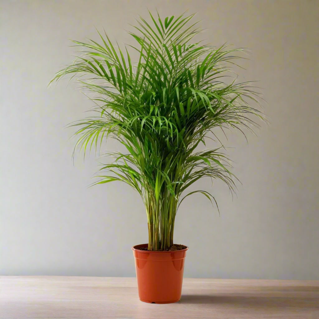 Areca Palm - Dypsis Lutescens - Indoor House Plant
