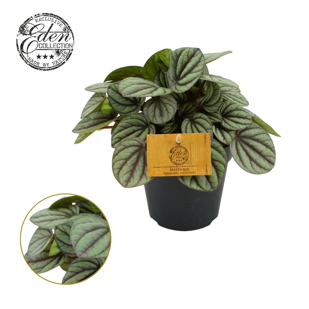 Peperomia Mistique - Indoor House Plant - نبات داخلي