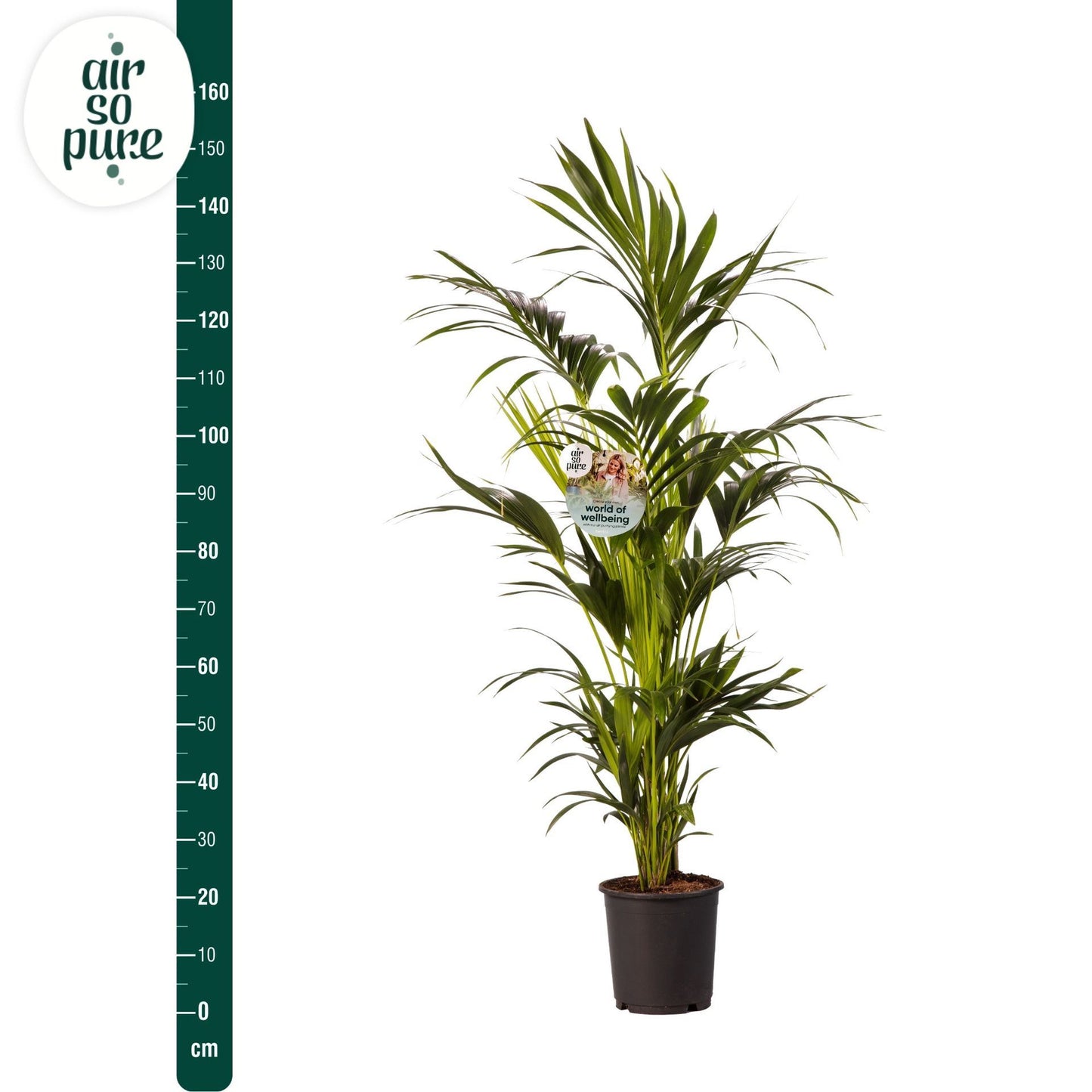 Kentia Howea Forsteriana 140Cm - Indoor House Plant