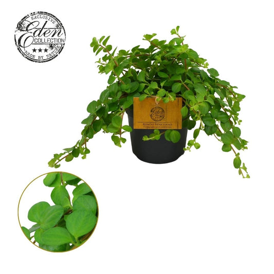 Peperomia Rotundifolia - Indoor House Plant - نبات داخلي