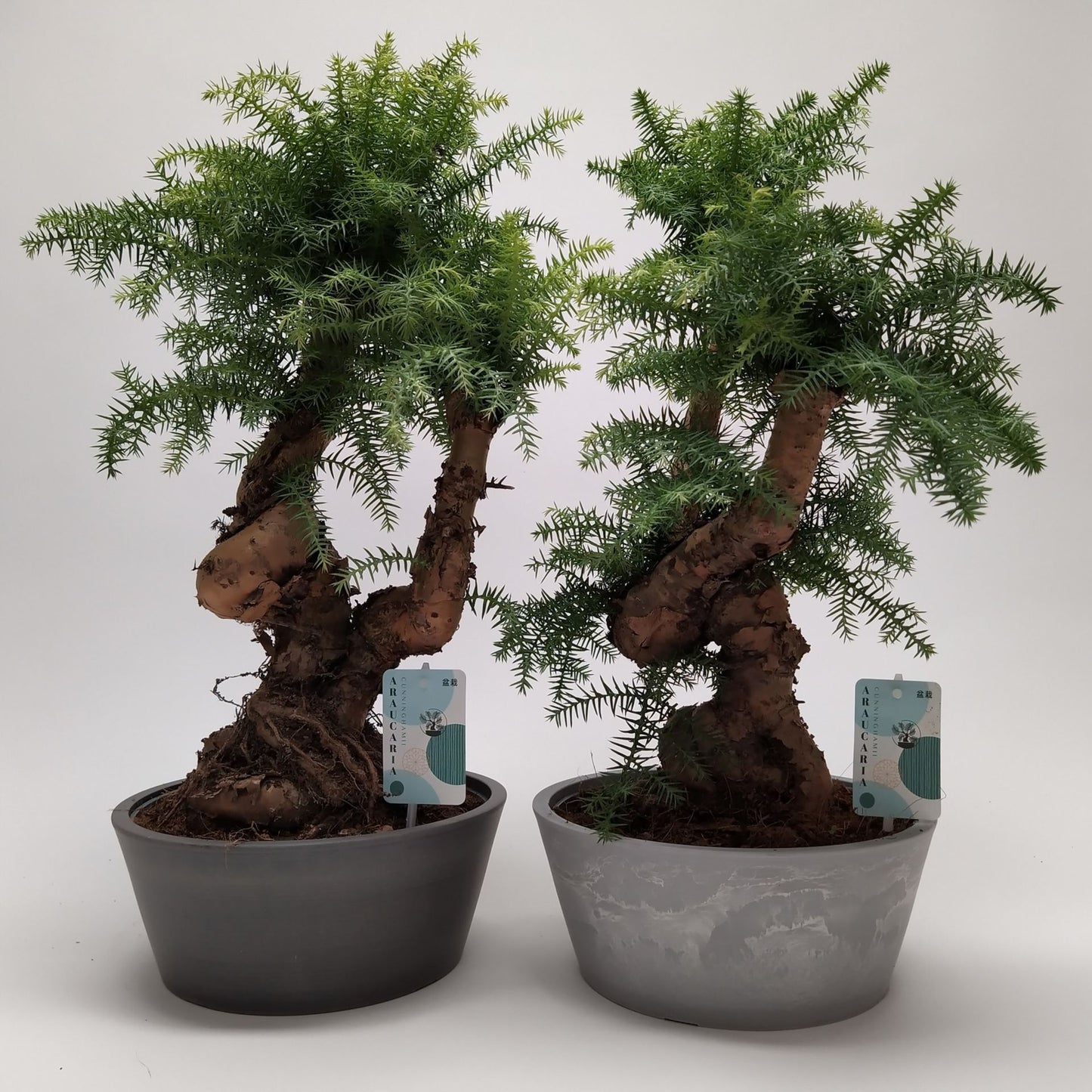 Araucaria Cunninghamii 25cm - Indoor House Plant - نبات داخلي