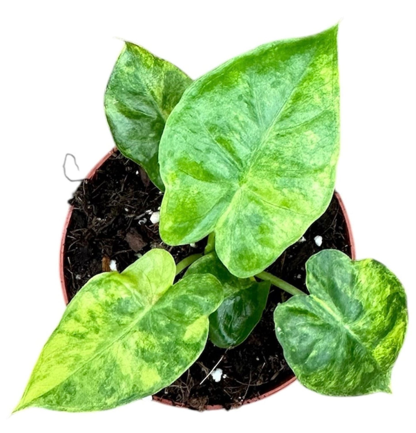 Alocasia Gageana Aurea Varigated - Rare Indoor House Plant - نبات داخلي
