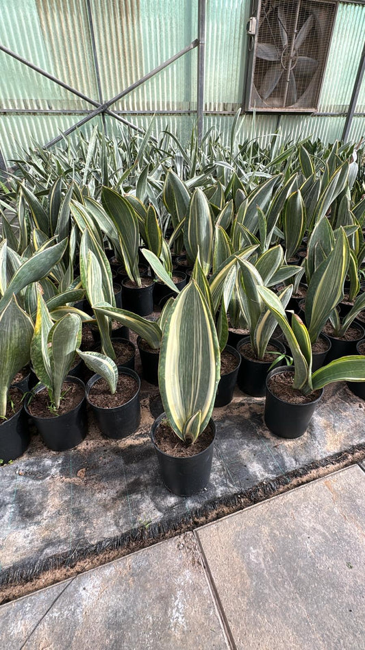 Sansevieria Whale Fin Variegated – Indoor Snake Plant | نبات داخلي