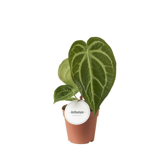 Anthurium Magnificum - Rare Indoor House Plant - نبات داخلي