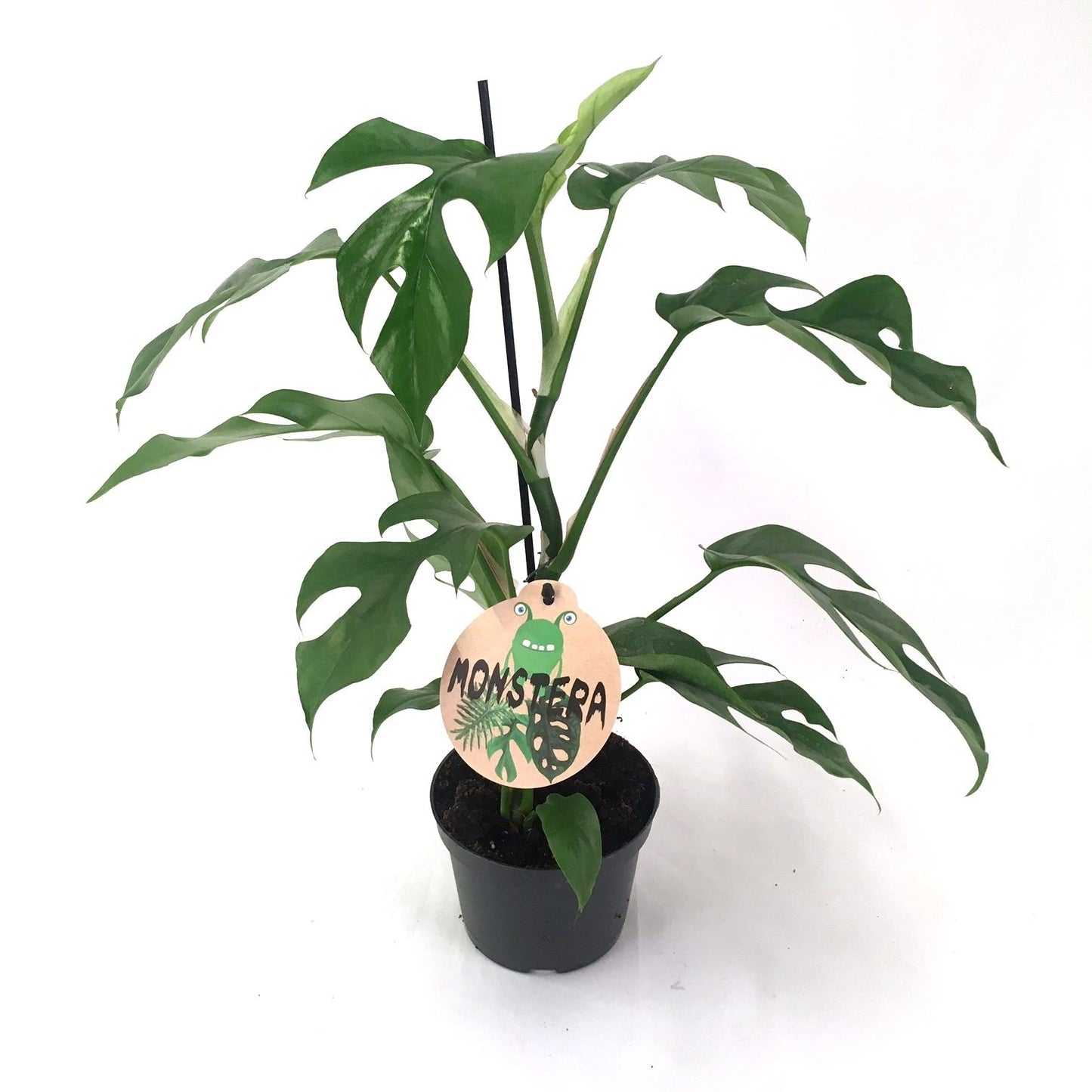 Monstera Minima showcasing its smaller split leaves, displayed in a modern indoor setting.