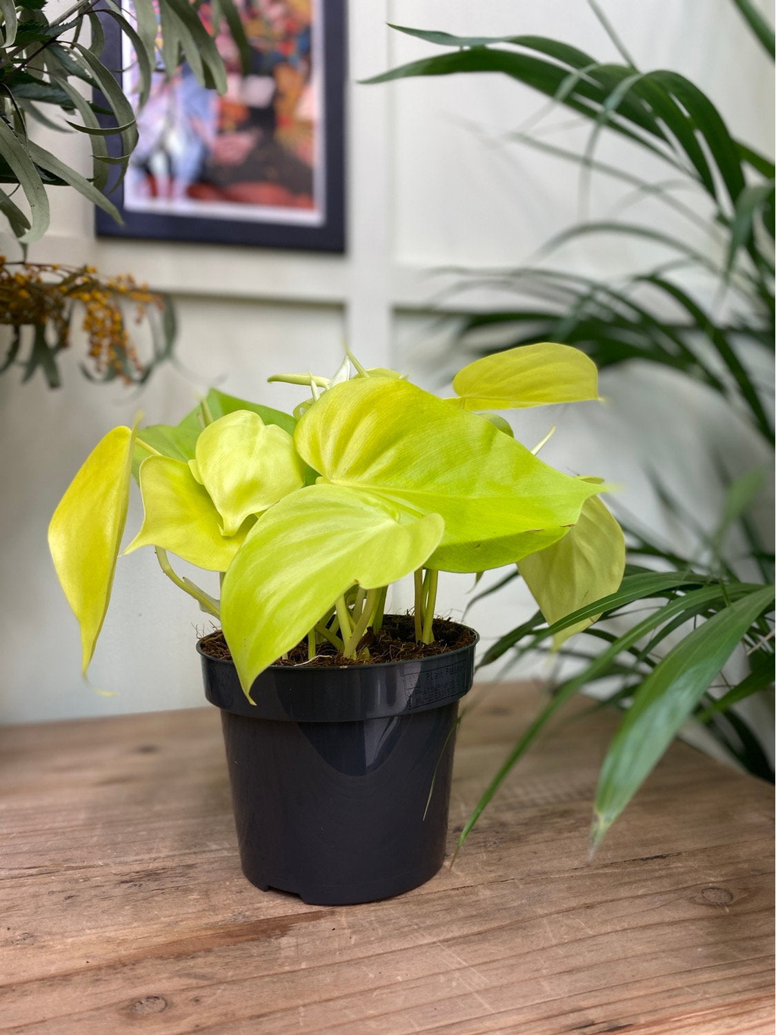 Epipremnum Pinnatum - Golden Pothos -  Indoor House Plant -Neon Pothos - نبات داخلي