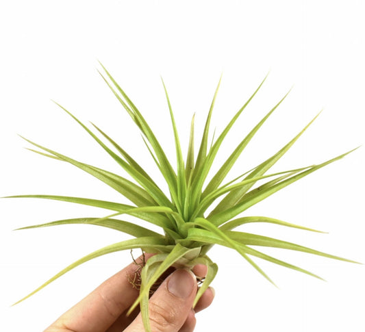 Tillandsia Multiflora - Indoor House Plant - نبات داخلي