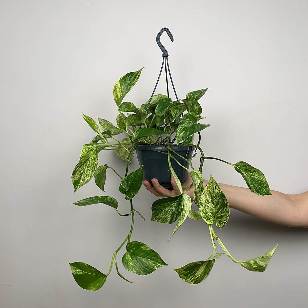 Epipremnum Pinnatum Marble Queen - Hanging Pot - Pothos - Indoor House Plant - نبات داخلي