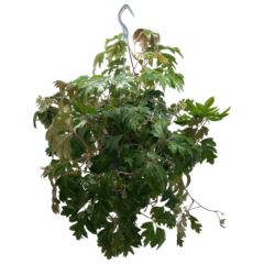 Cissus Rhombifolia Ellen Danica - Indoor House Plant - نبات داخلي