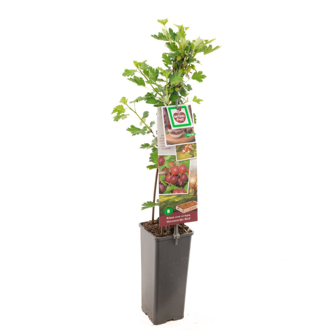 Red Gooseberry Plant – نبتة عنب الثعلب الأحمر