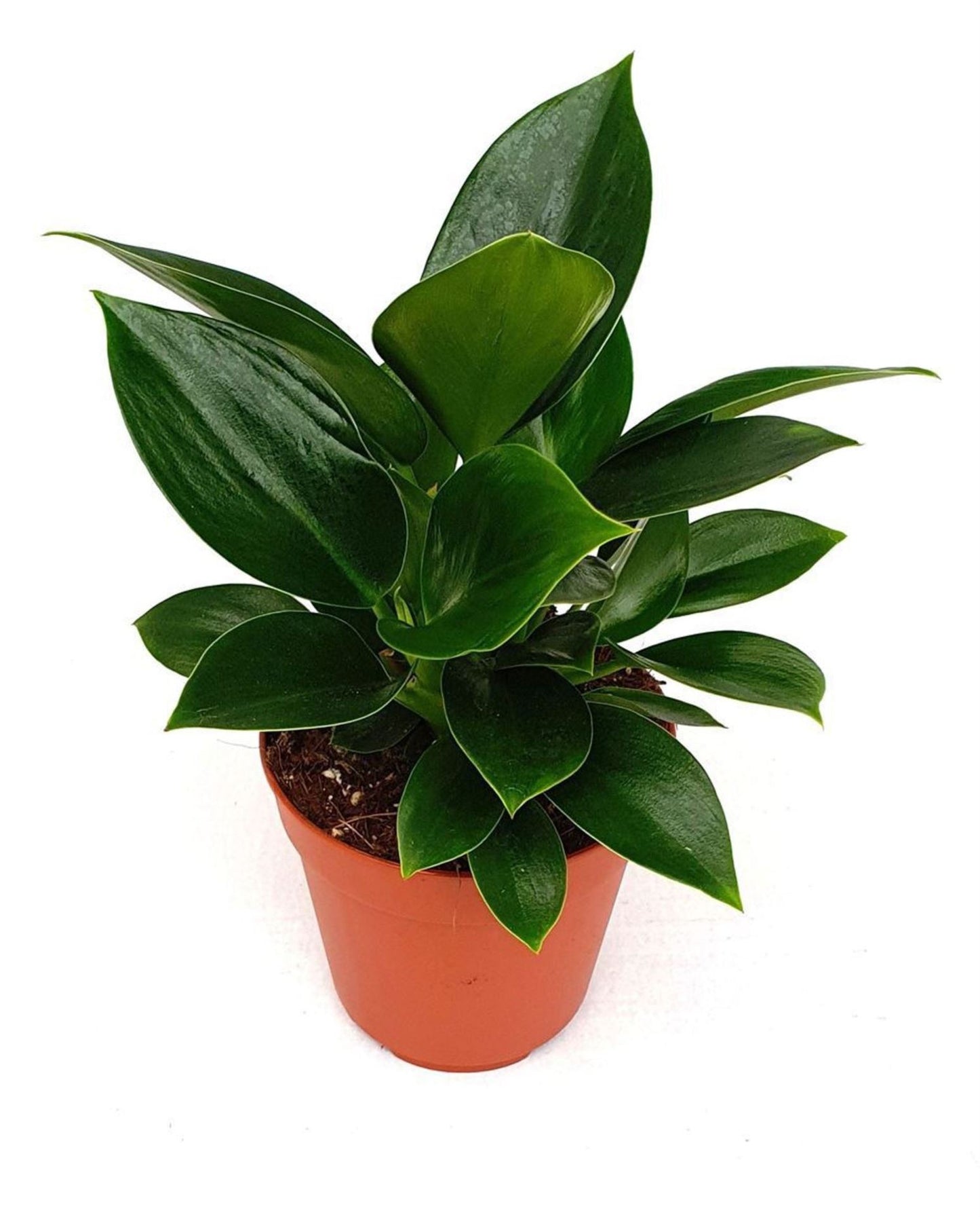 Philodendron Congo Apple - Indoor House Plant - نبتة فيلوديندرون كونغو آبل