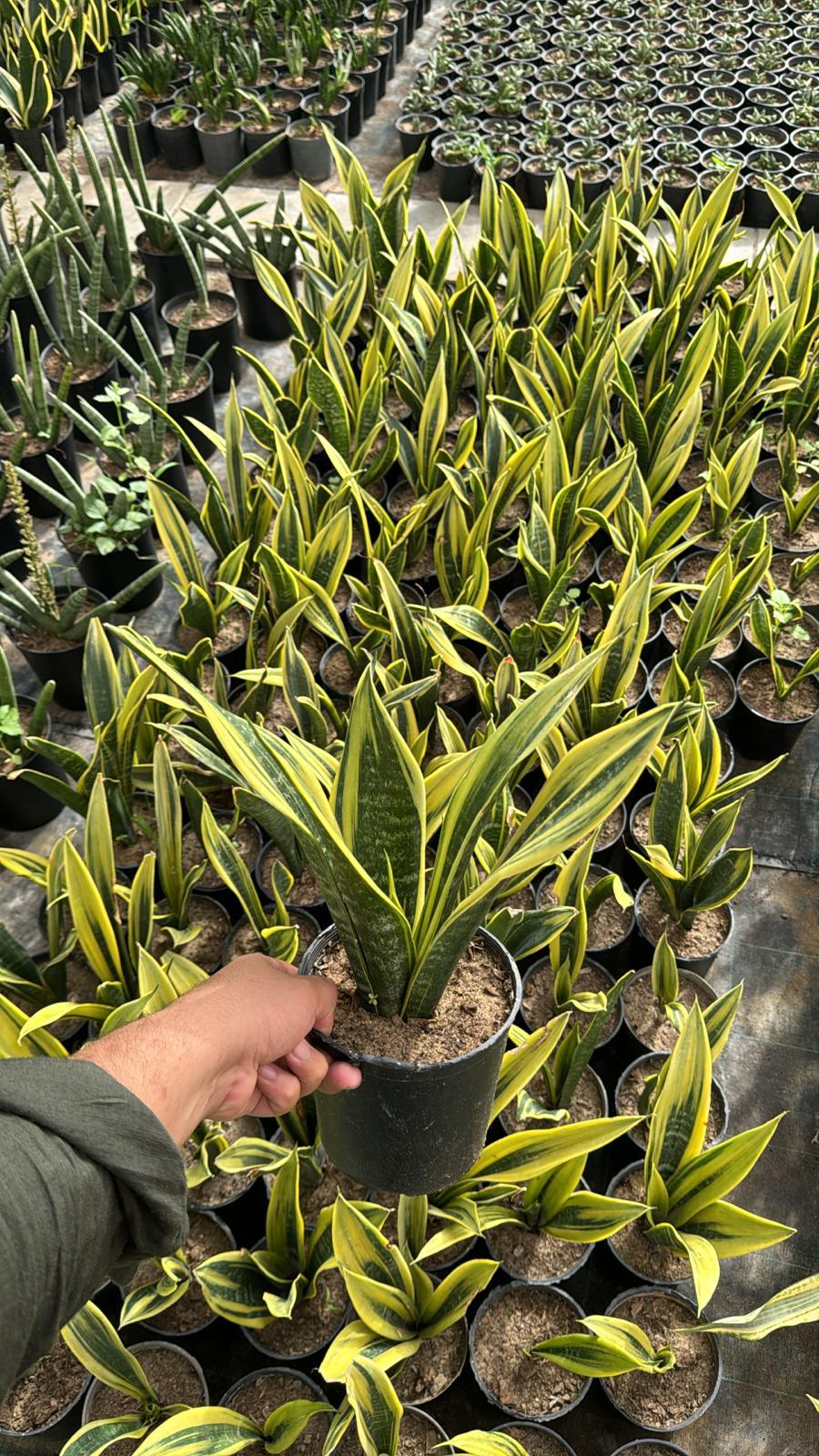 Sansevieria Golden Flame – Indoor Snake Plant | نبات داخلي