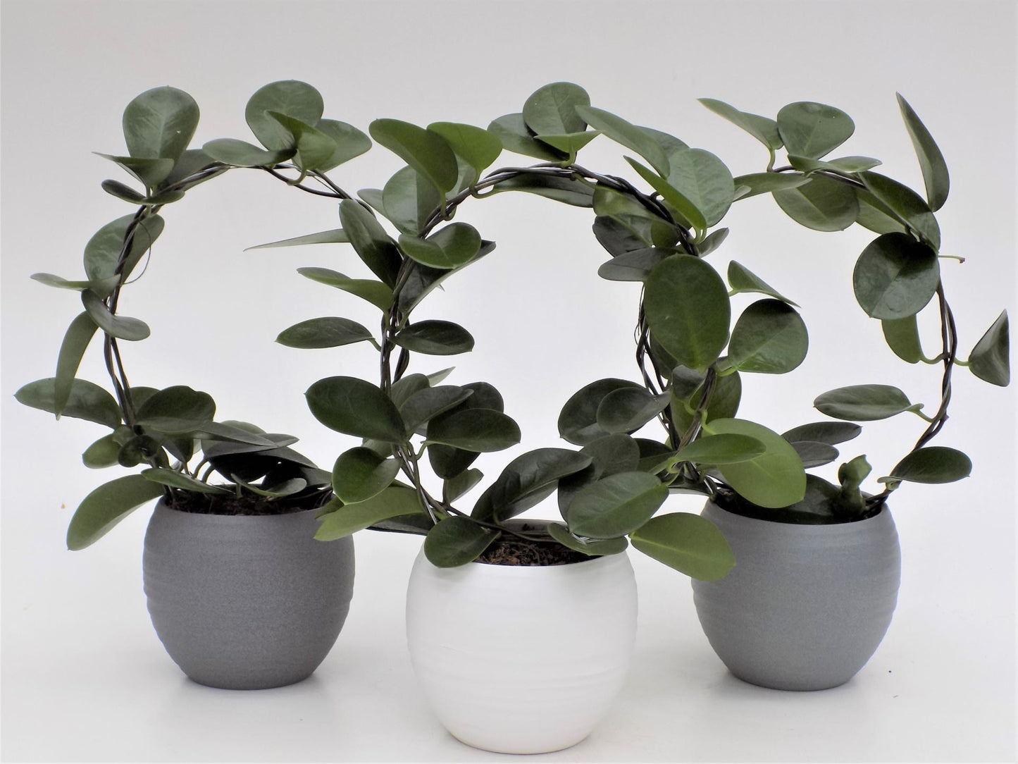 Hoya Australis Round in White Ceramic Pot - نبات داخلي