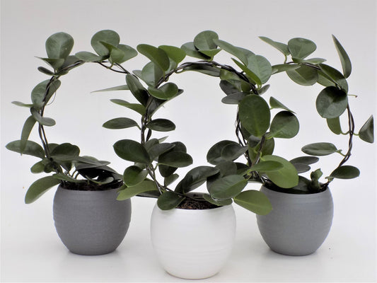 Hoya Australis Round in White Ceramic Pot - نبات داخلي