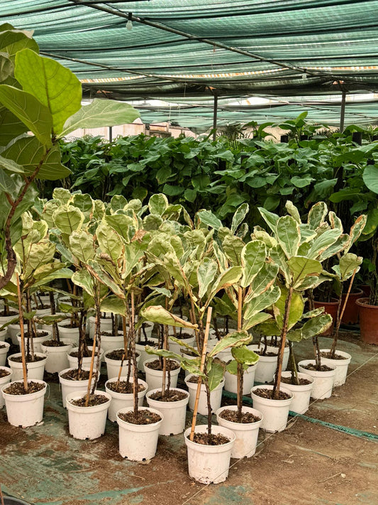 Ficus Lyrata Variegated - Rare Indoor House Plant - نبات داخلي