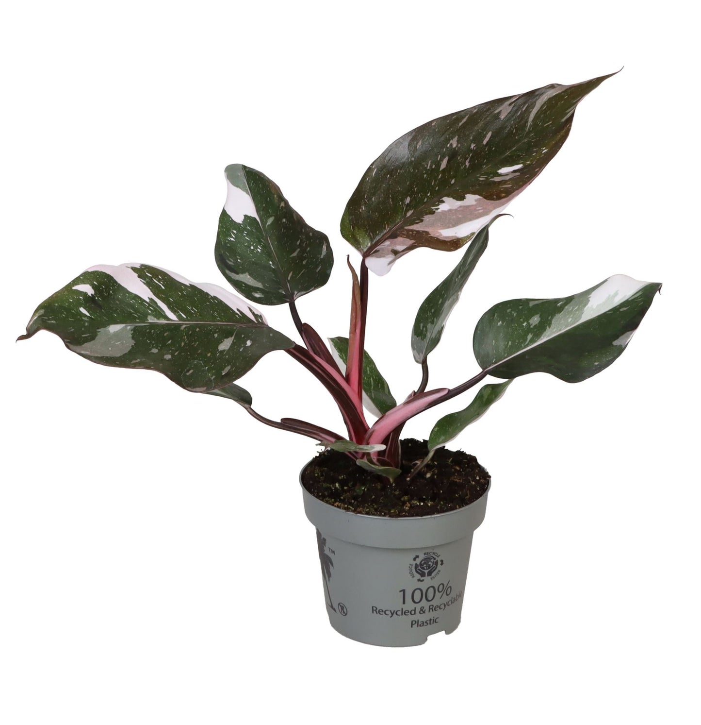 Philodendron Red Anderson - Indoor House Plant - نبات داخلي