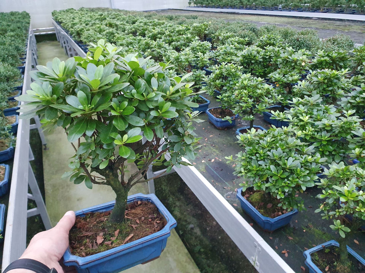 Bonsai Rhododendron Indicum - نبتة بونساي داخلية
