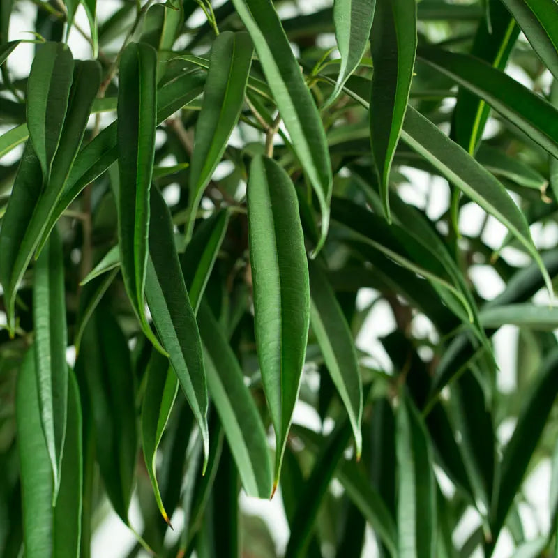 Ficus ali - Indoor House Plant - نبات داخلي