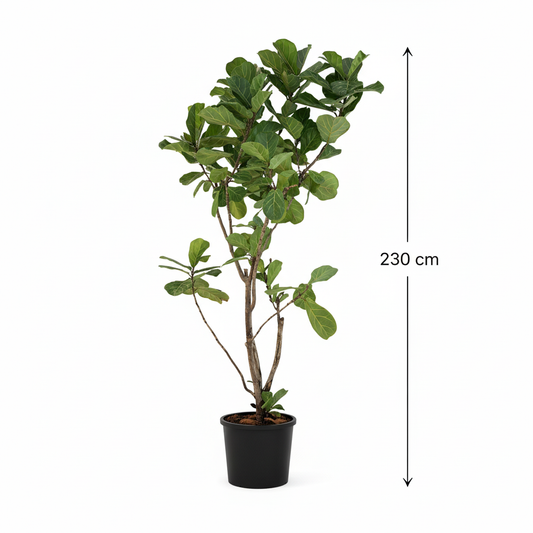 Ficus Lyrata - Luxury Living Room