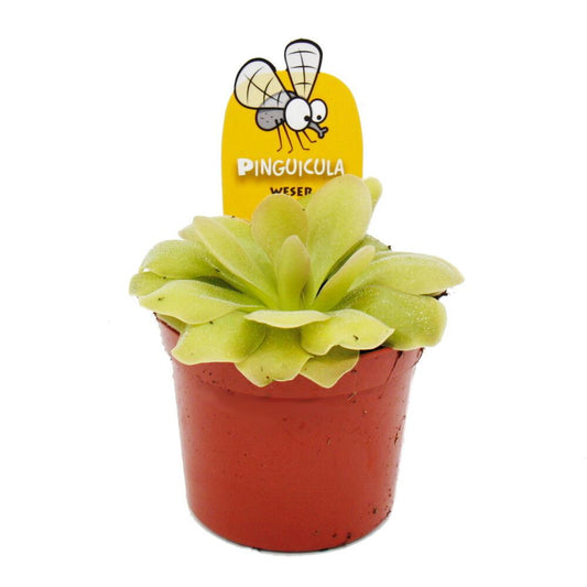 Pinguicula Plant - Carnivorous Plant