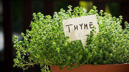 Thyme Seeds - Organic Garden Seeds - بذور الزعتر