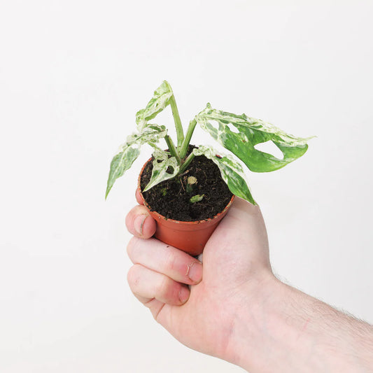 Variegated Monstera — White Background Hand Hold