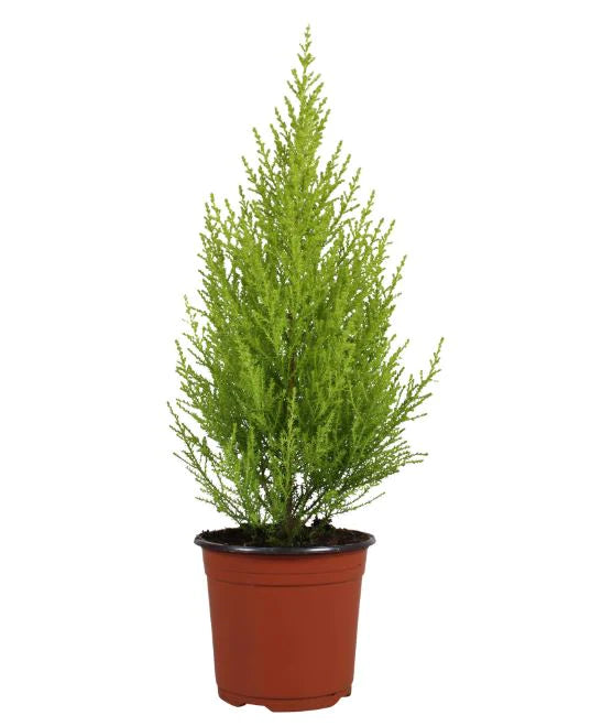 Cupressus Goldcrest Wilma – Indoor House Plant | نبات داخلي