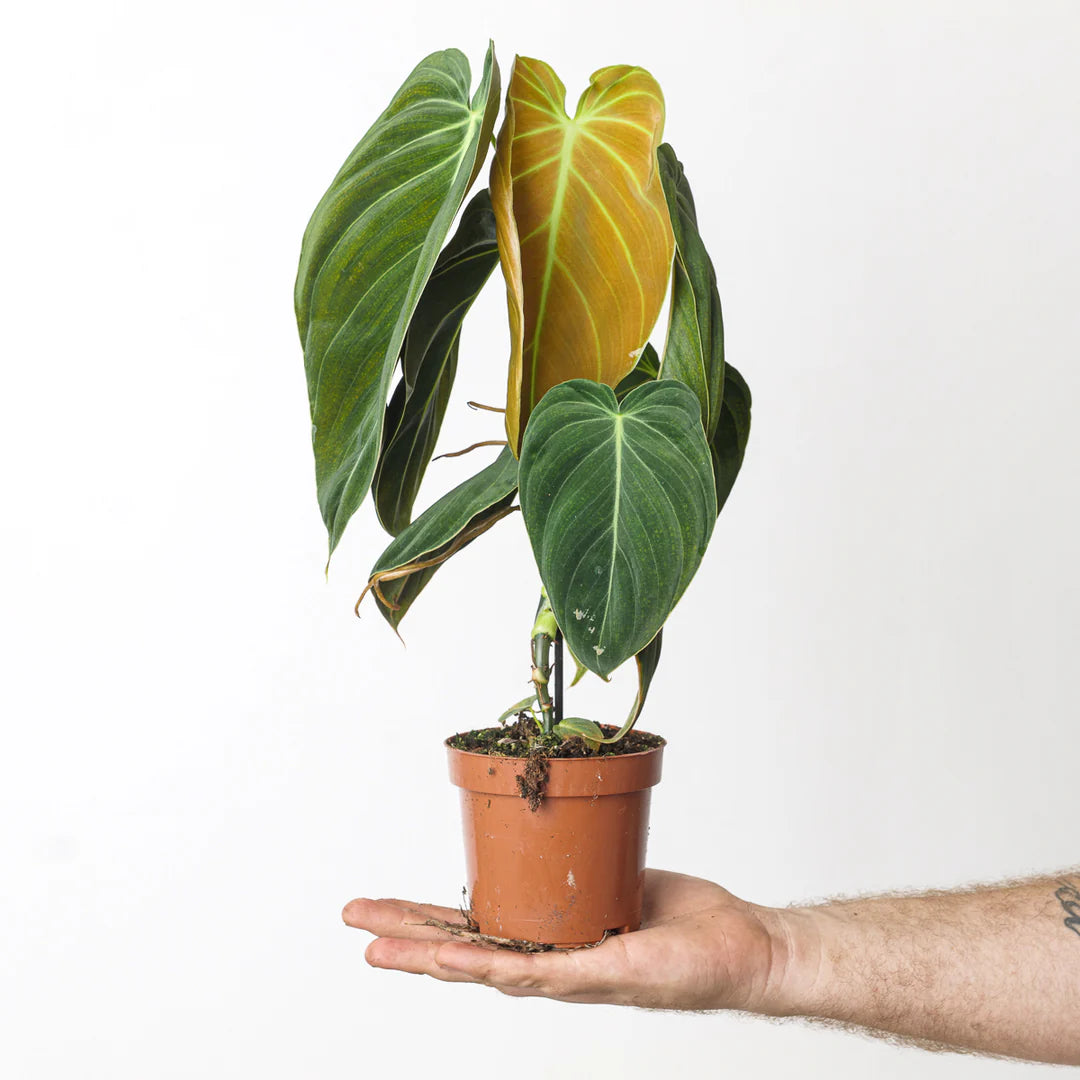 Philodendron Melanochrysum - Rare Indoor House Plant - نبات داخلي