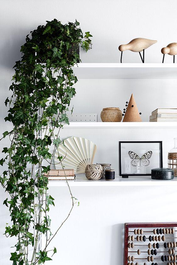 English Ivy (Hedera Helix) with trailing vines and vibrant green leaves, displayed in a stylish hanging basket indoors.