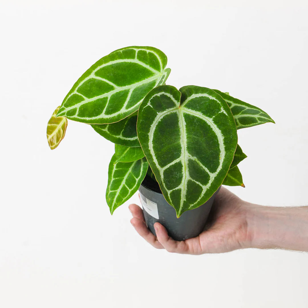 is anthurium crystallinum rare Anthurium Crystallinum - Rare Indoor House Plant