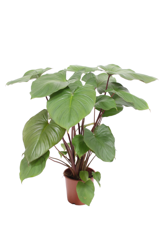 Homalomena Rub Maggy - Indoor House Plant