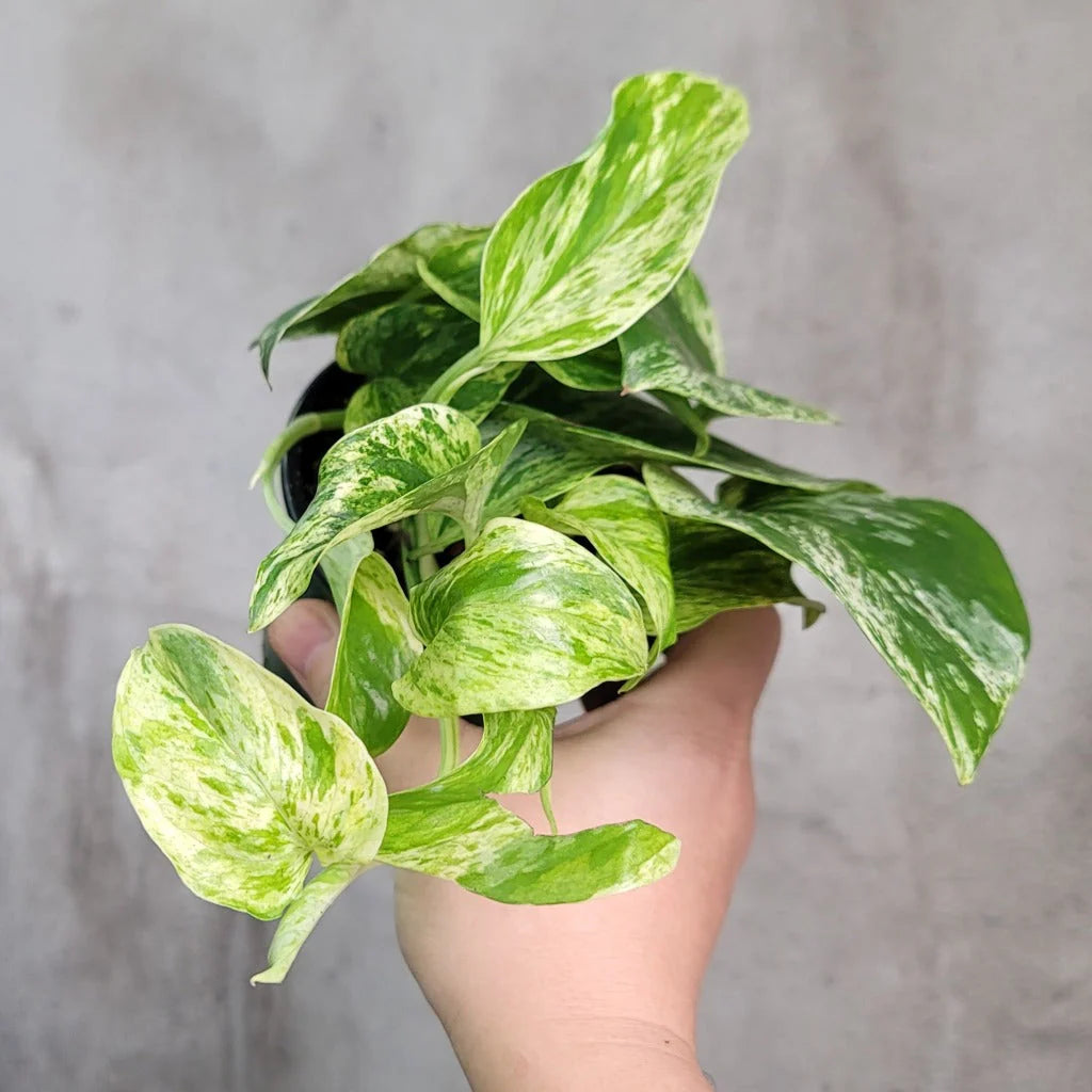 Epipremnum Marble king - Varigated Pothos - نبات داخلي