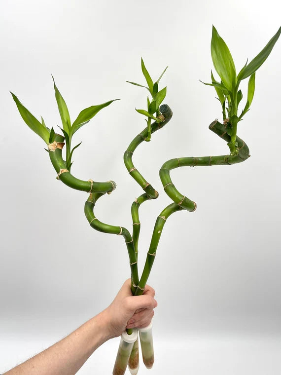 Lucky Bamboo Stem Spiral 40cm - Dracaena sanderiana - Indoor Plant - نبات داخلي