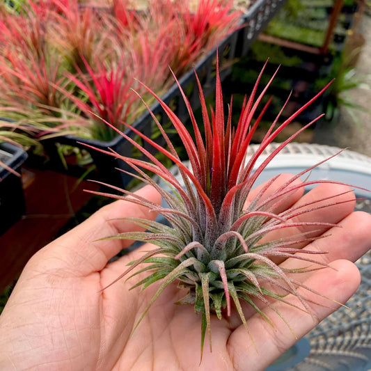 Tillandsia Ionantha Red - Air Plant - Indoor House Plant