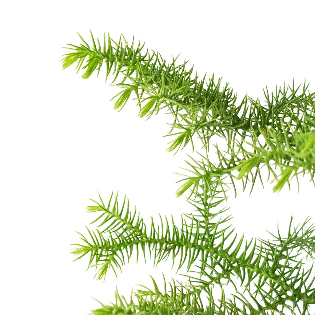 Araucaria Plant