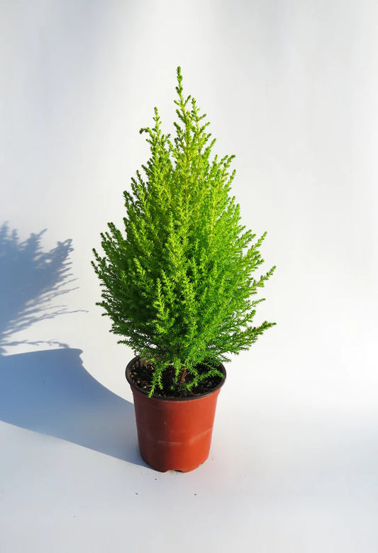 Cupressus Goldcrest Wilma