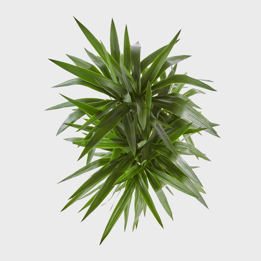 Yucca Elephantipes