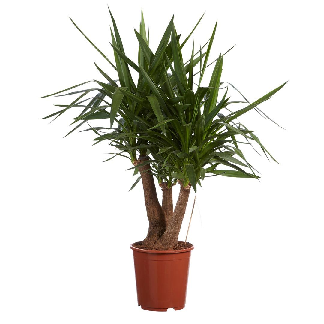 Yucca Elephantipes